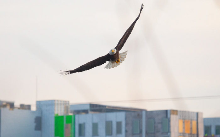 Bald eagle soaring over Iowa City